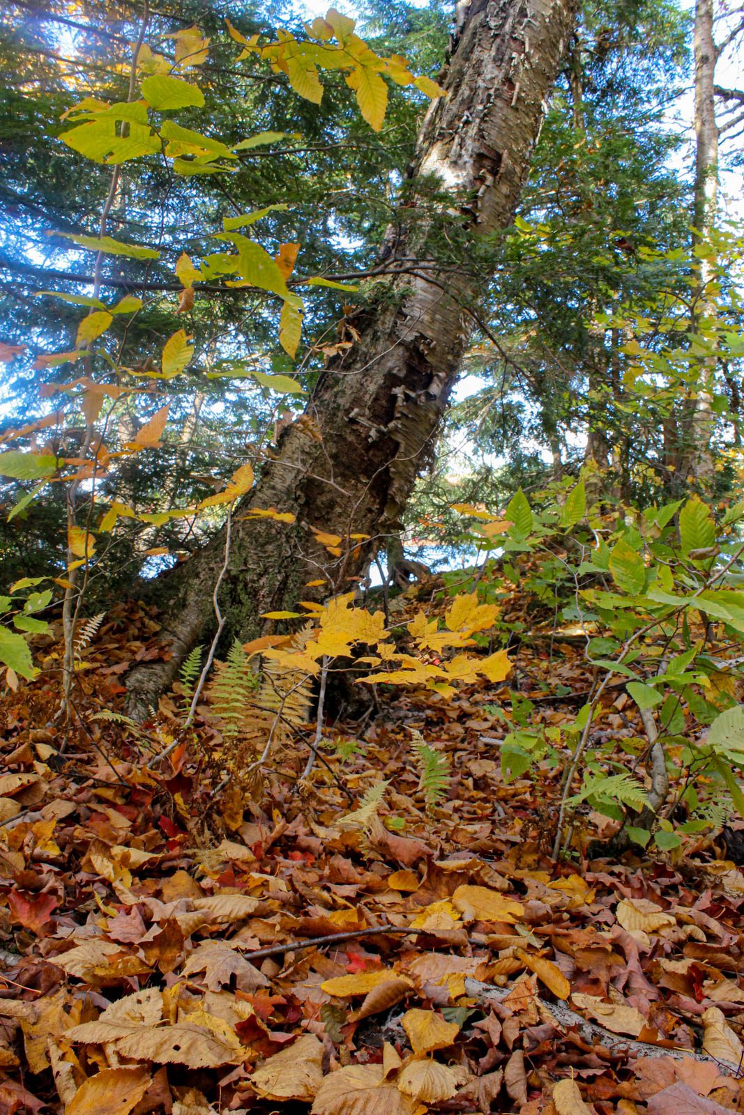 Image of boy doing an Ollie on a skateboard. he is looking down. Wearing an orange shite and green-grey pants. It is a sunny day in a skate park in Orillia, Ontario